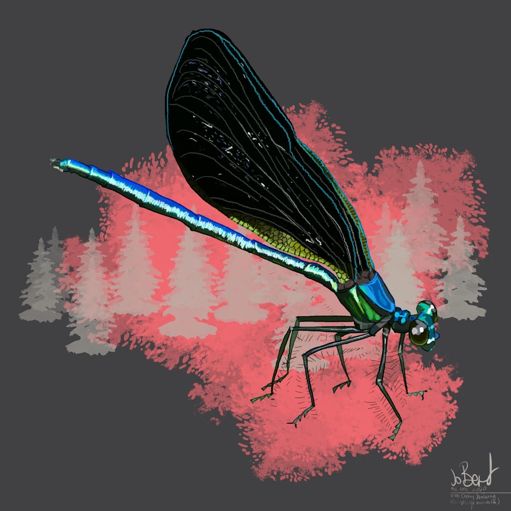 100 illustrated bugs! - image 12 - student project