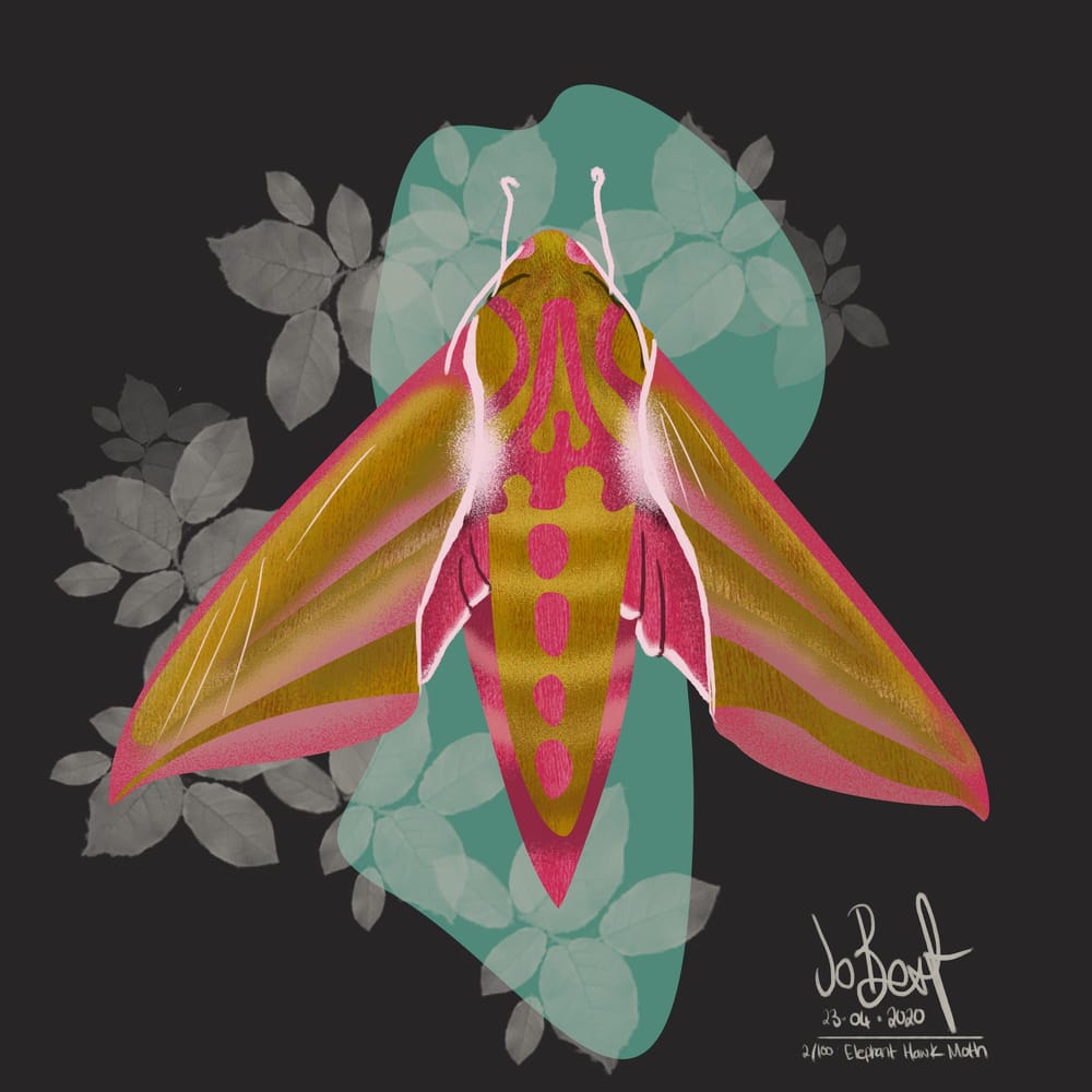 100 illustrated bugs! - image 3 - student project