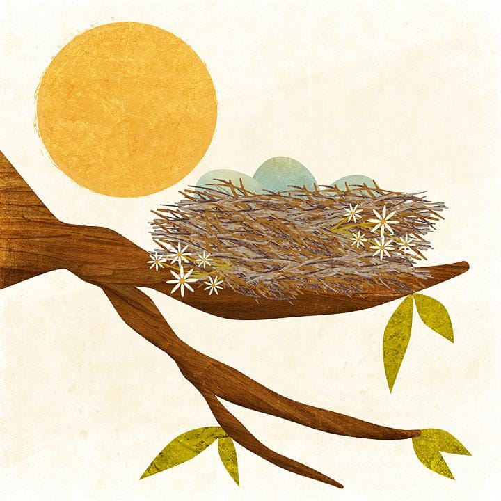 One Brush, Two Nests, Two Different Perspectives - image 2 - student project