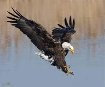 Eagle Mark - image 1 - student project
