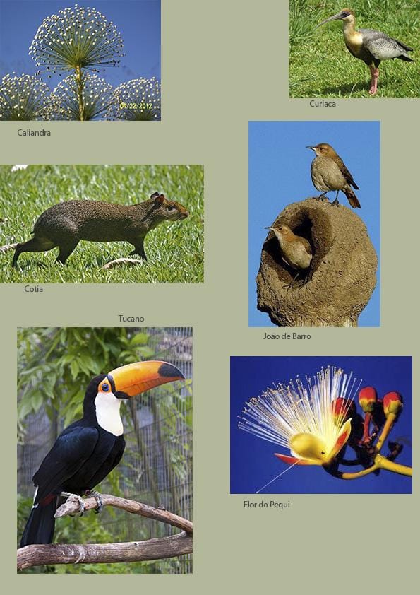 Brazilian Savanna - image 1 - student project