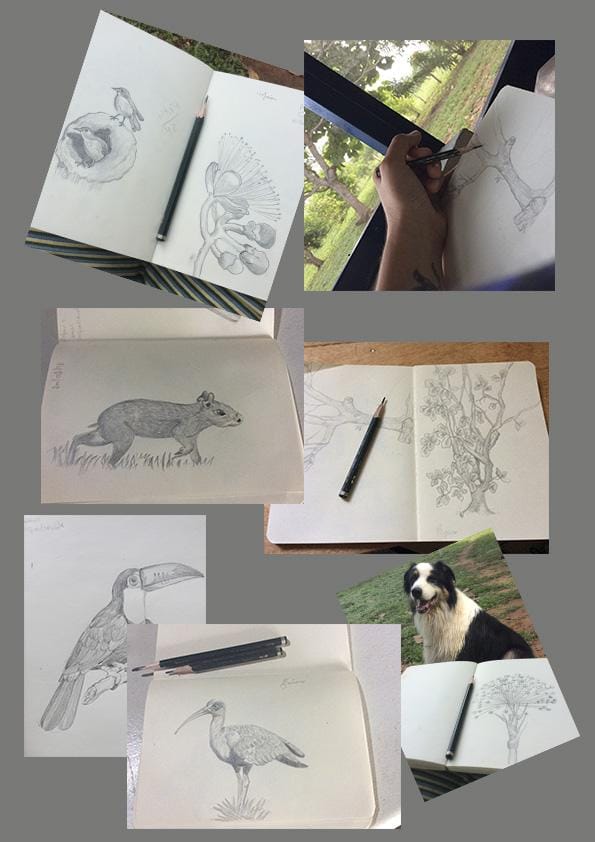Brazilian Savanna - image 2 - student project