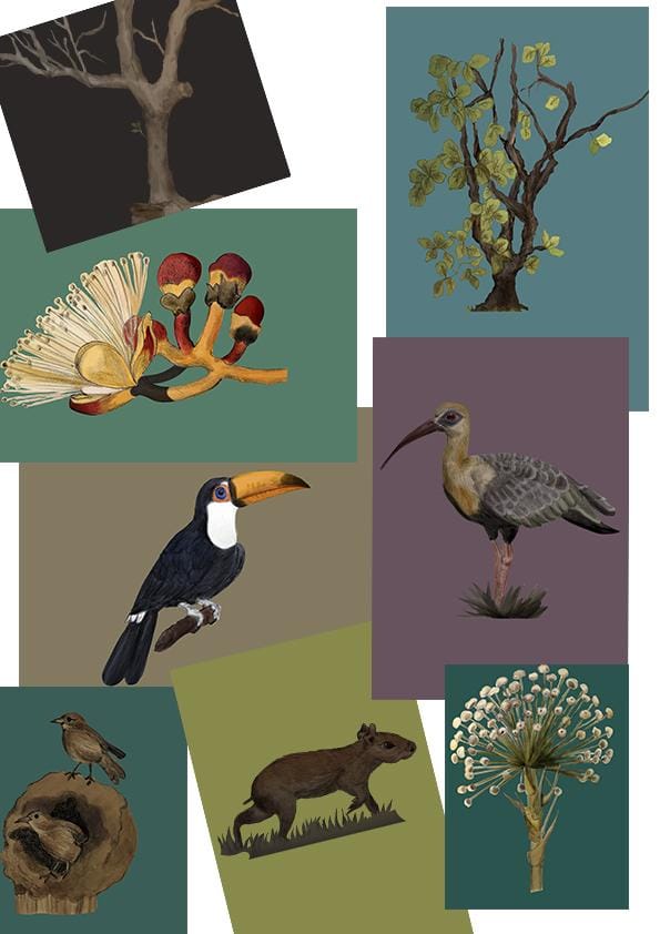 Brazilian Savanna - image 3 - student project