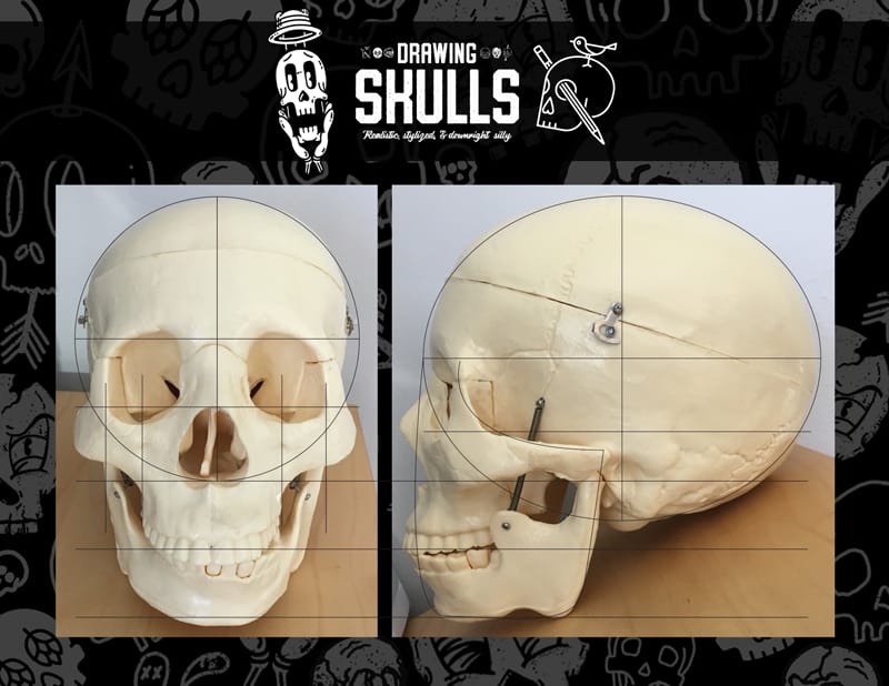 My Skulls!!! - image 1 - student project