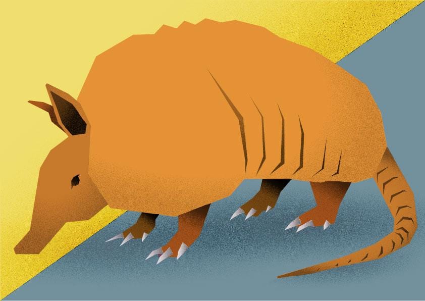 Armadillo - image 4 - student project