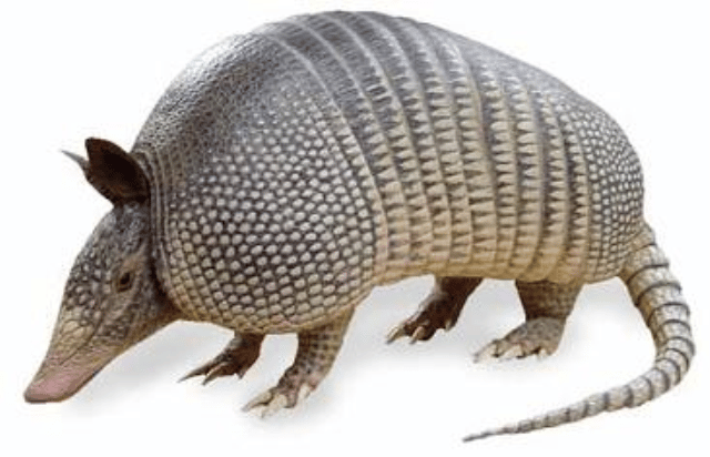 Armadillo - image 1 - student project