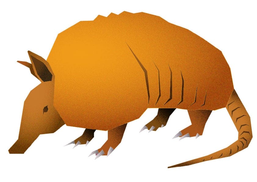 Armadillo - image 3 - student project