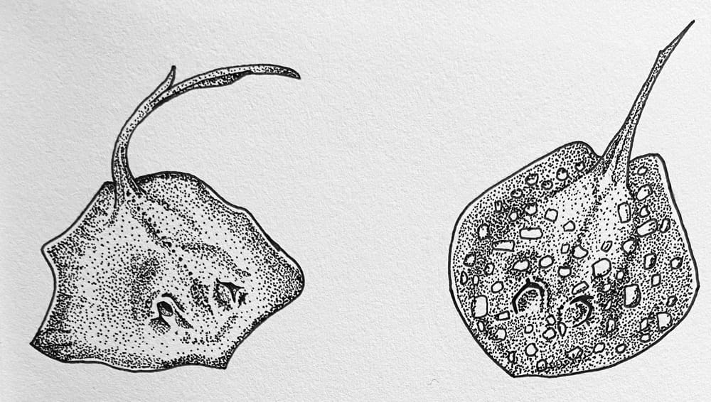 All the rays! - image 1 - student project