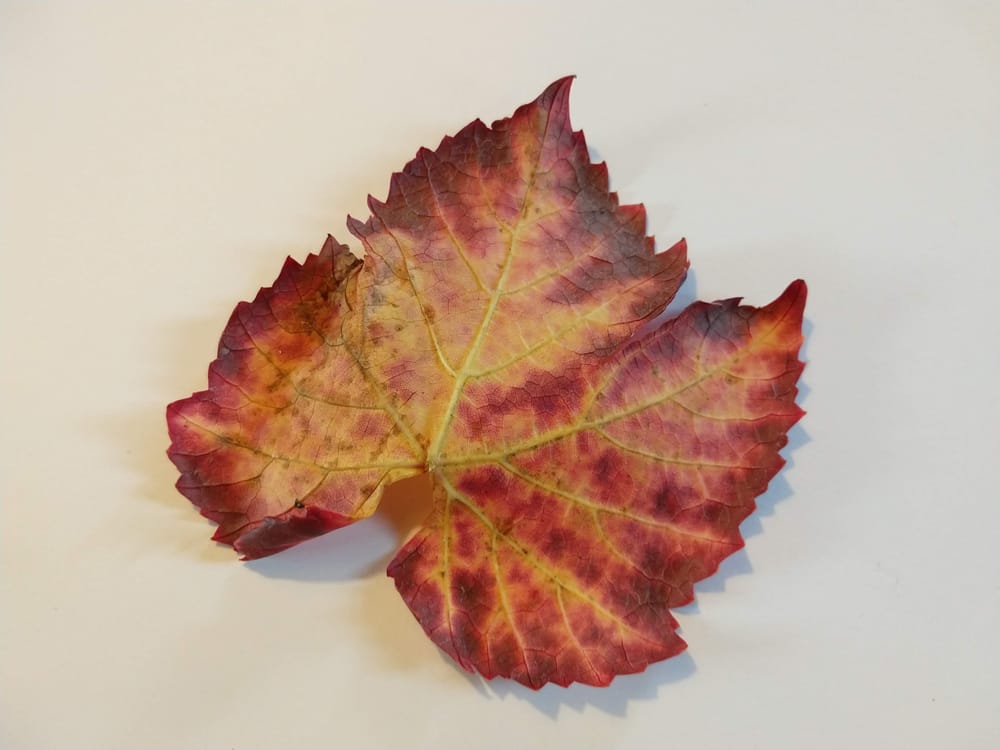 Autumn Leaf - image 2 - student project