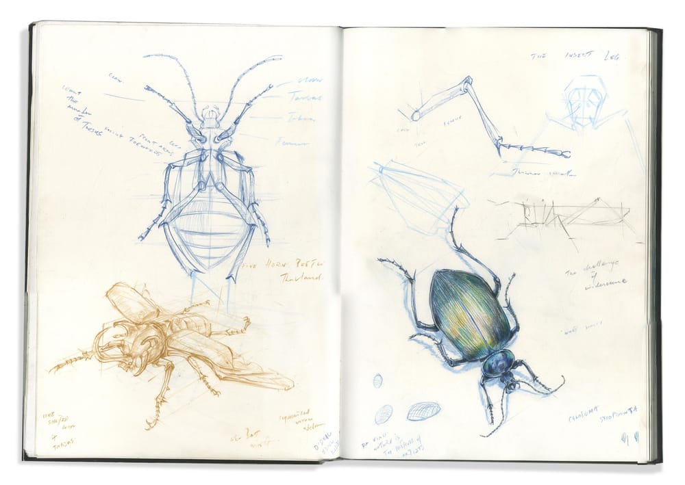 Descriptive Drawing of Seashells - image 1 - student project