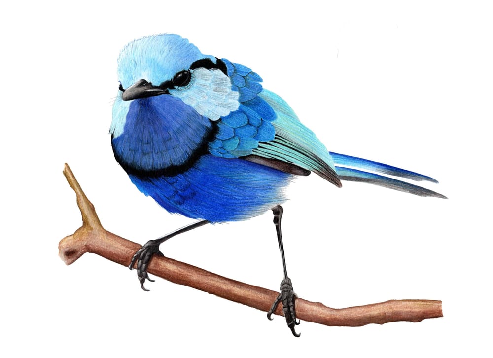 Splendid Fairywren - Malurus splendens - image 4 - student project