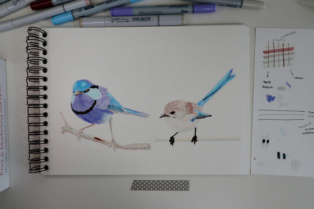 Splendid Fairywren - Malurus splendens - image 3 - student project