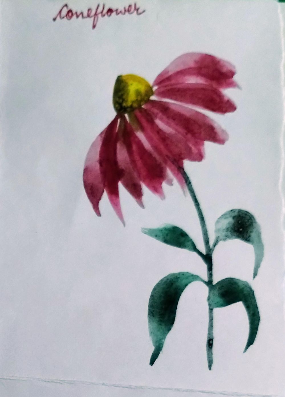 Coneflowers with Pooja - image 1 - student project
