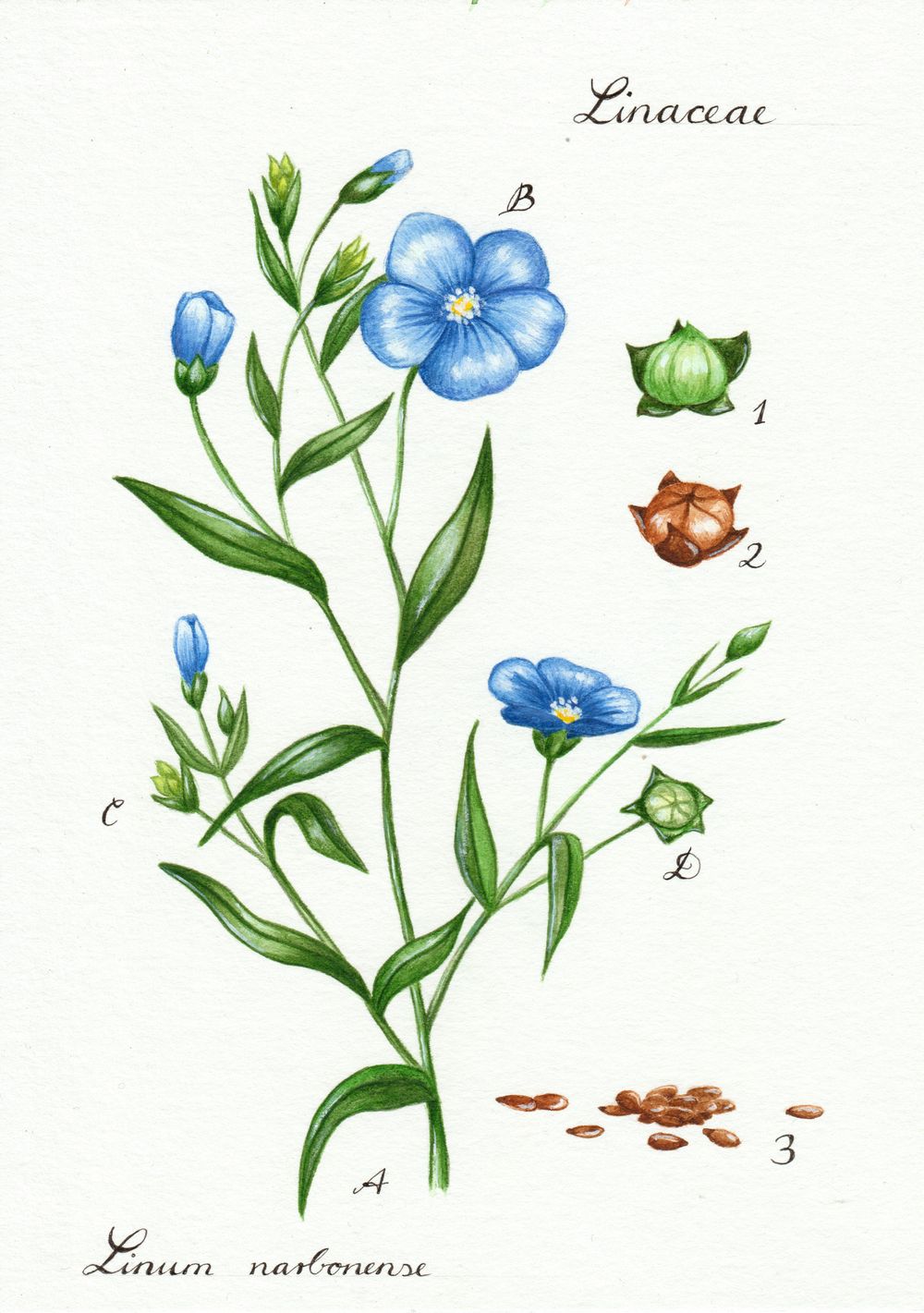 Linseed illustration - image 3 - student project