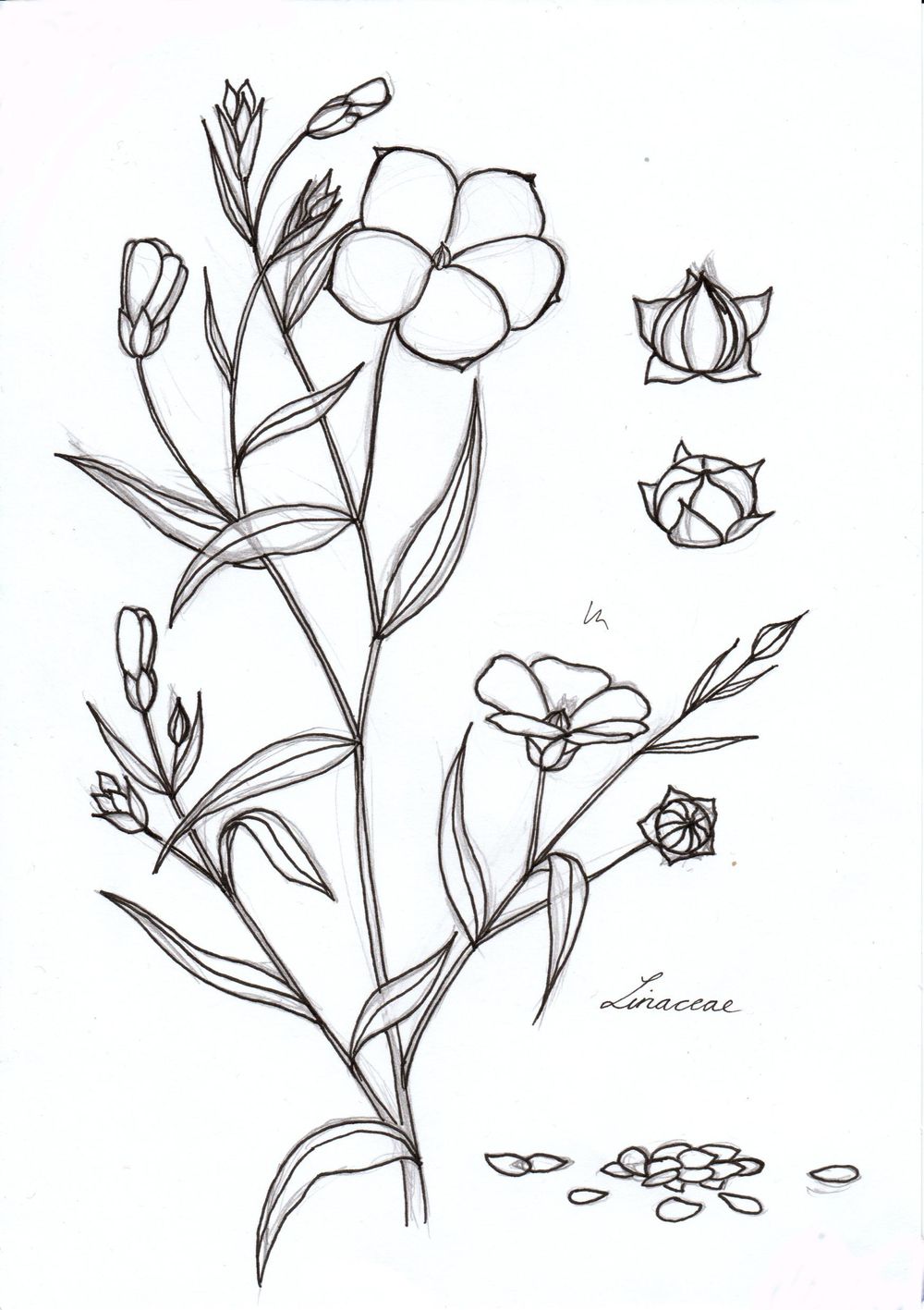 Linseed illustration - image 1 - student project