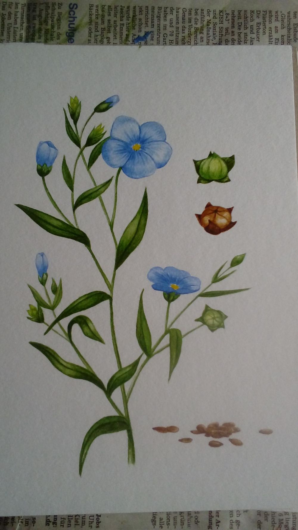 Linseed illustration - image 2 - student project
