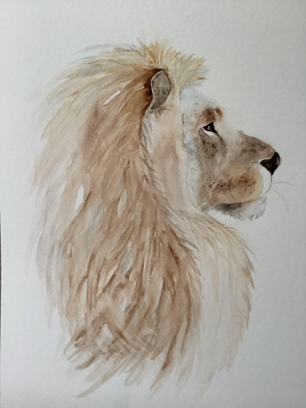 Lion : une masterclass libre à l'aquarelle avec Jane Davies | Jane Davies |  Skillshare, image size:1000x1333