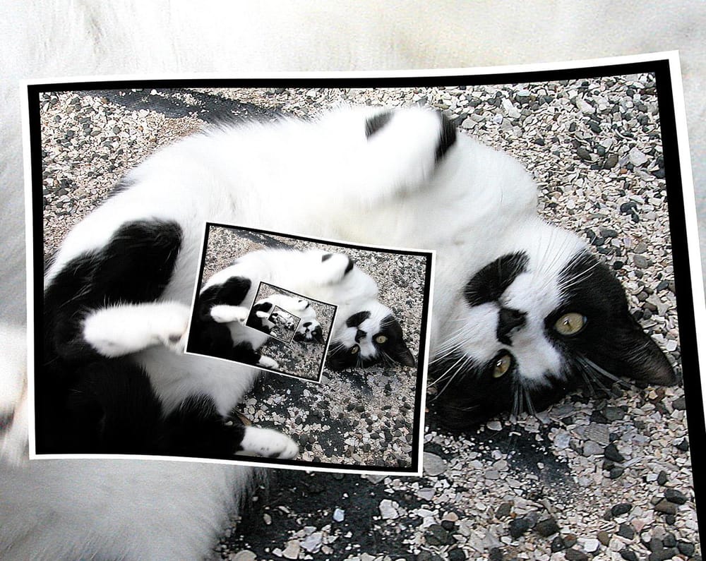 Crazy Cat - image 1 - student project