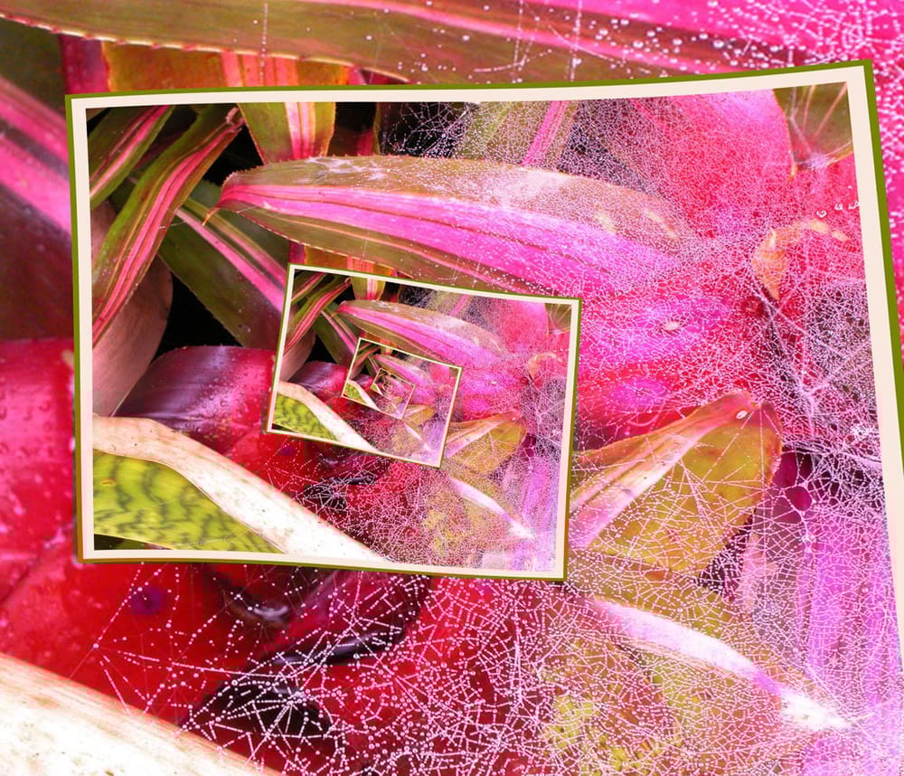 Crazy Cat - image 2 - student project