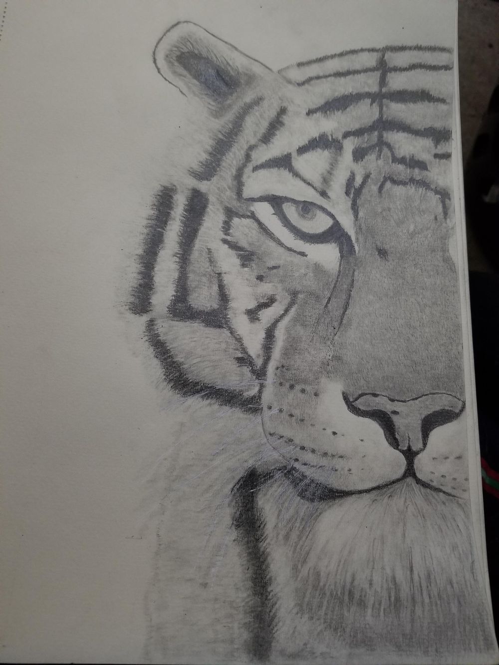 kitty graphite pencil - image 1 - student project