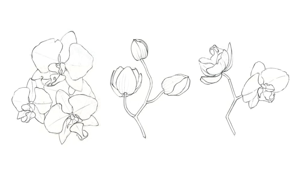 Watercolor Orchids - image 1 - student project