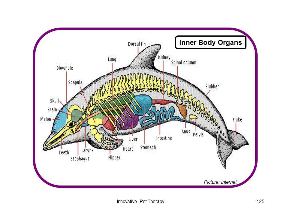 Animal Anatomy Points of Importance Skillshare Student Project