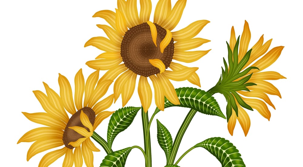 Sunflower With Botanical Brushes - image 1 - student project