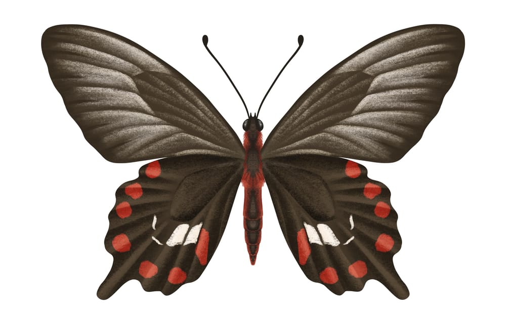 Illustrate Butterflies And 3 Ways To Animate In Procreate - image 4 - student project