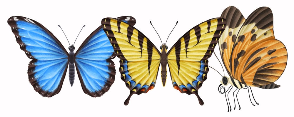 Illustrate Butterflies And 3 Ways To Animate In Procreate - image 1 - student project