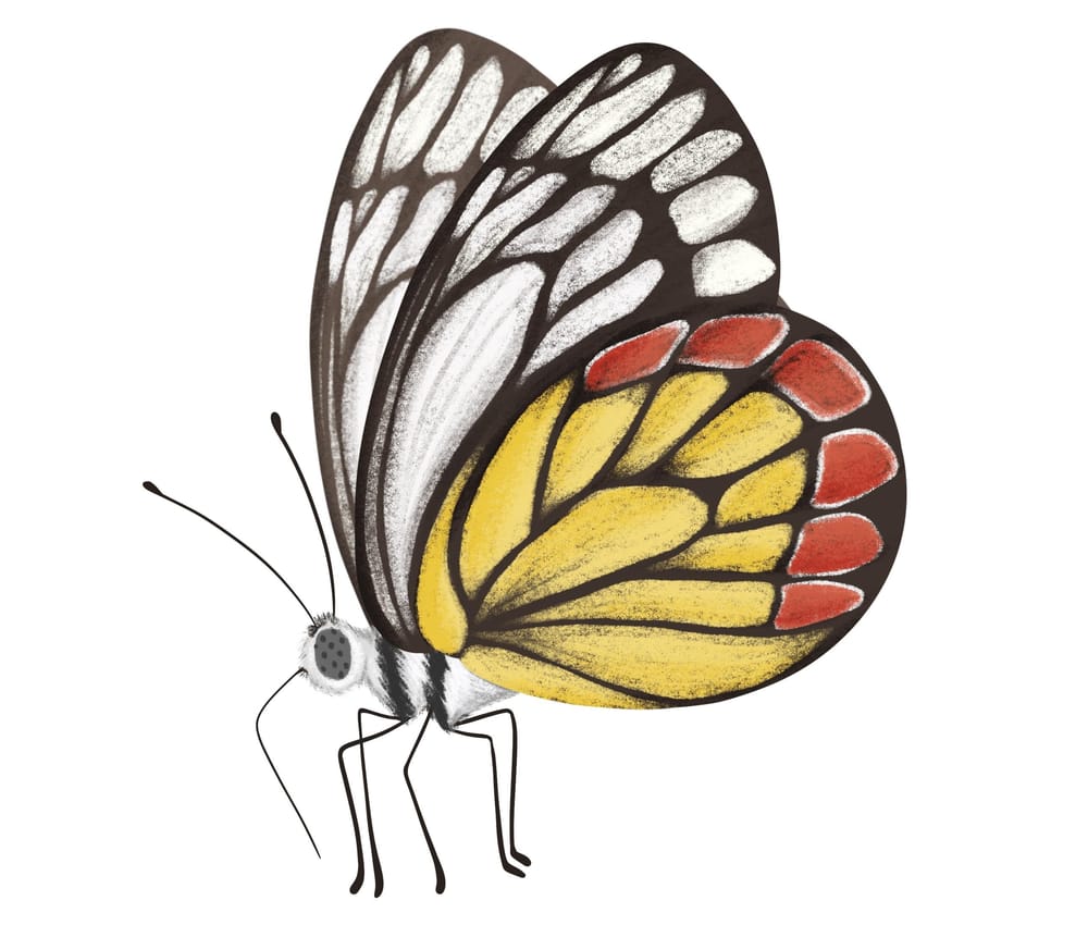 Illustrate Butterflies And 3 Ways To Animate In Procreate - image 8 - student project