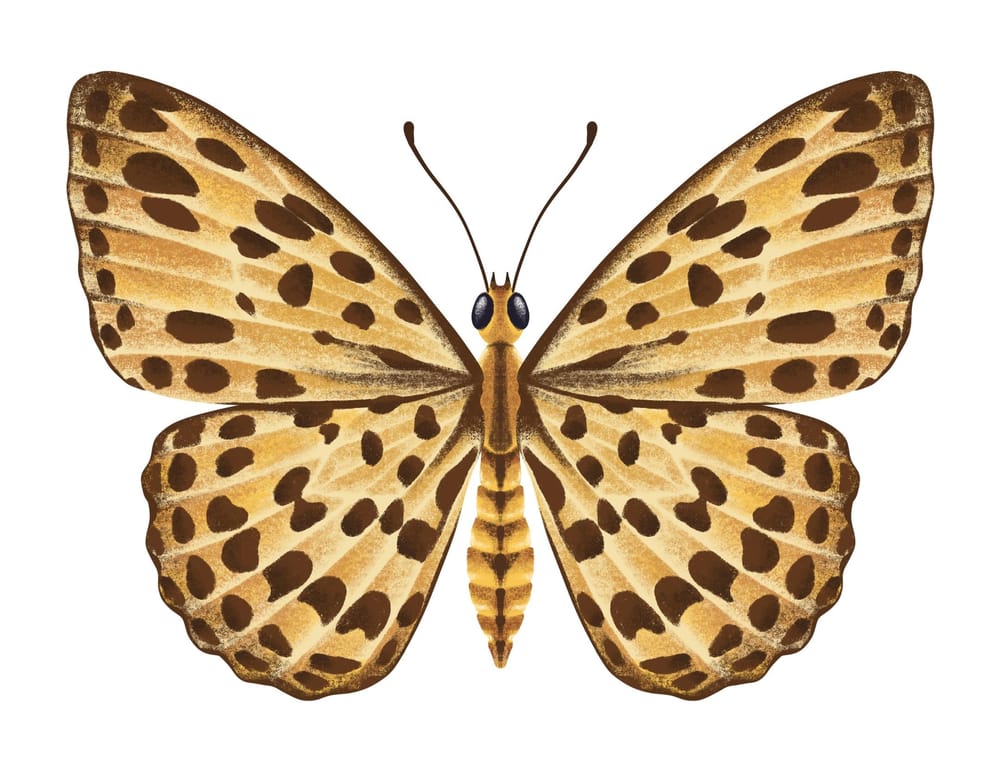 Illustrate Butterflies And 3 Ways To Animate In Procreate - image 7 - student project