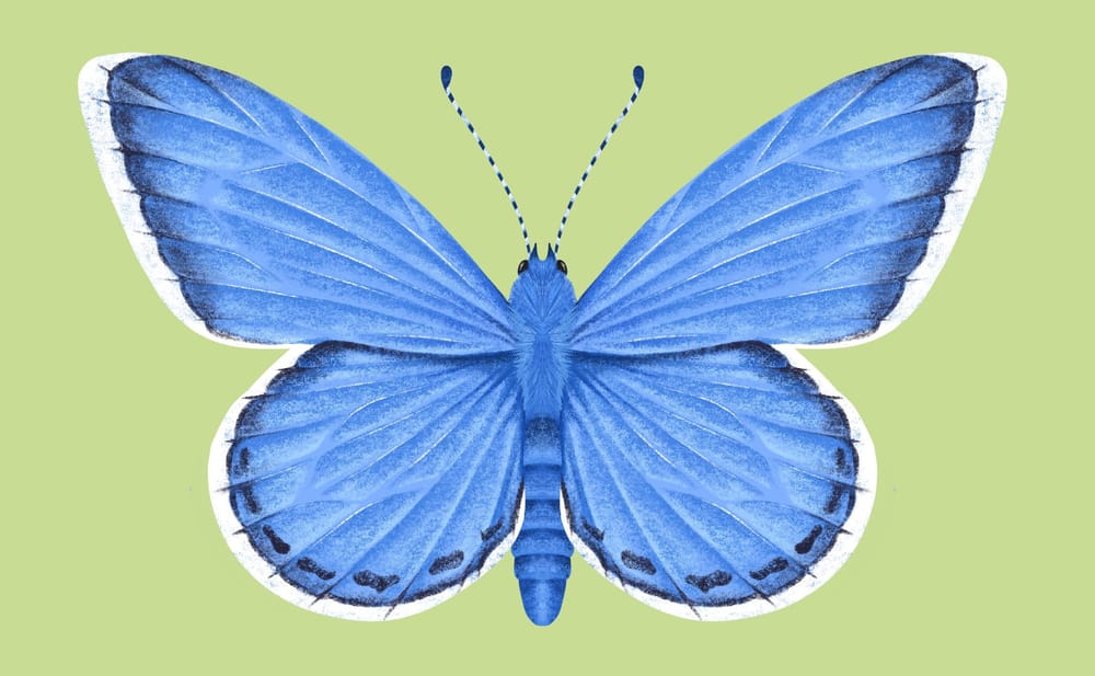Illustrate Butterflies And 3 Ways To Animate In Procreate - image 6 - student project