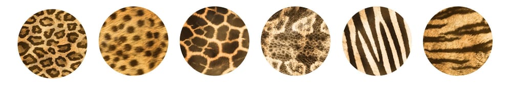 Animal Skin Brushes For Procreate - image 1 - student project