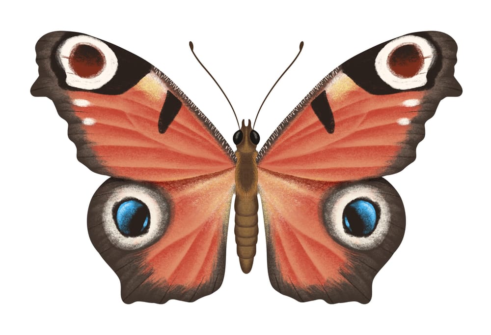 Illustrate Butterflies And 3 Ways To Animate In Procreate - image 3 - student project