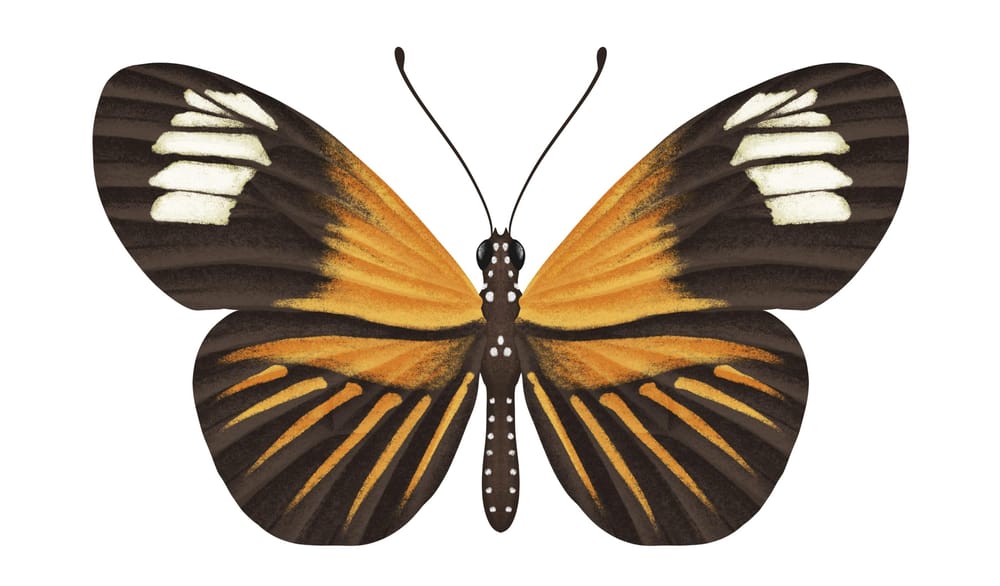 Illustrate Butterflies And 3 Ways To Animate In Procreate - image 5 - student project