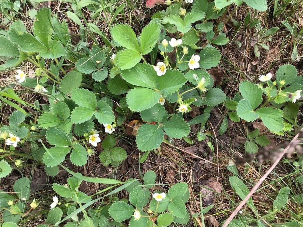 Wild strawberry - image 1 - student project