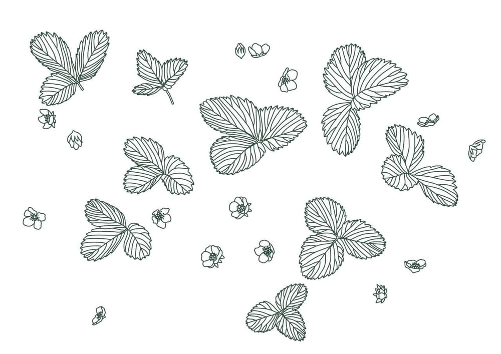 Wild strawberry - image 2 - student project