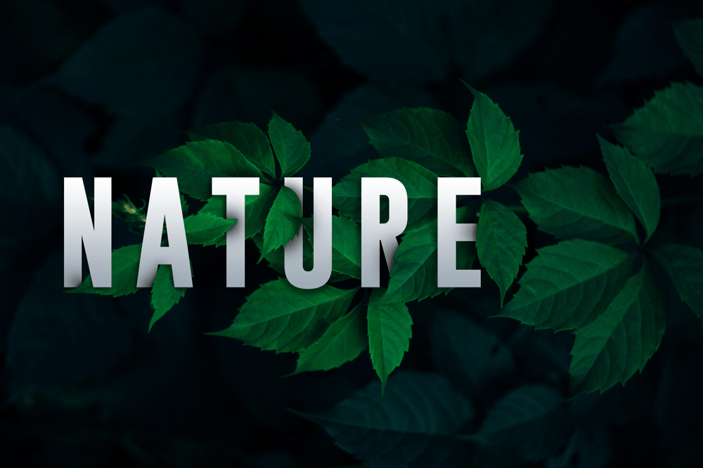 Nature - image 1 - student project