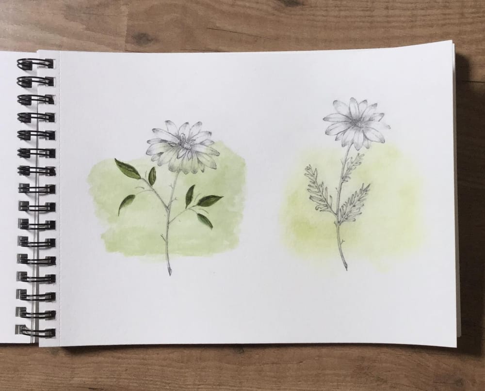 Watercolor & graphite Skillshare Student Project