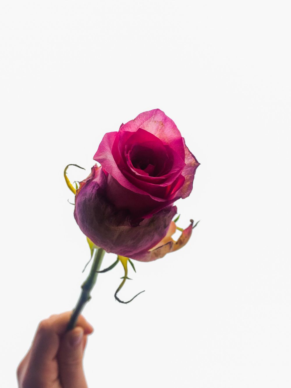 Iphone Photography - image 2 - student project