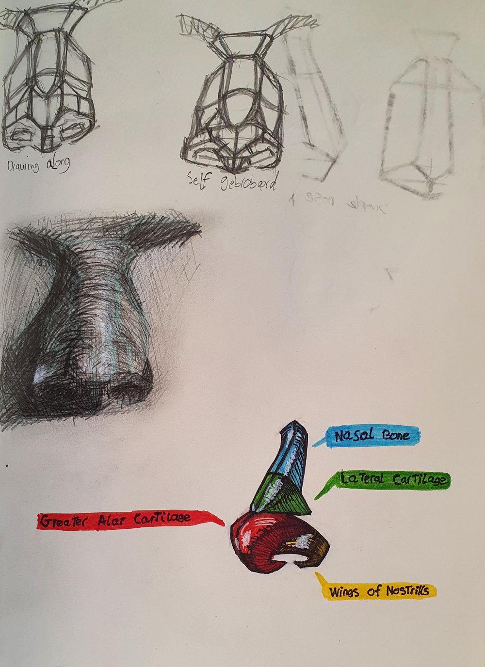 Nose drawing with structure - image 3 - student project