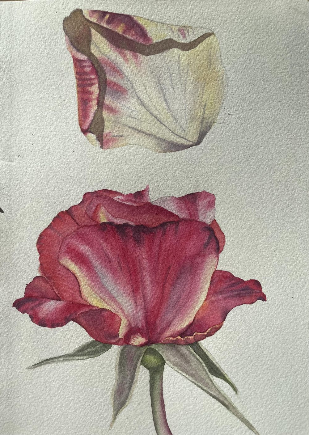 Realistic roses in watercolour - image 2 - student project