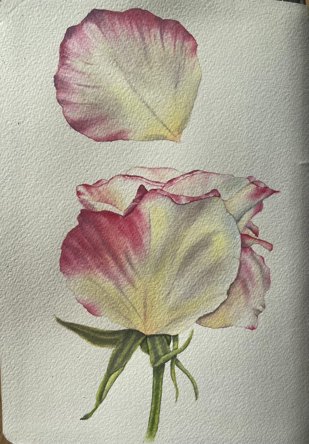 Realistic roses in watercolour - image 1 - student project