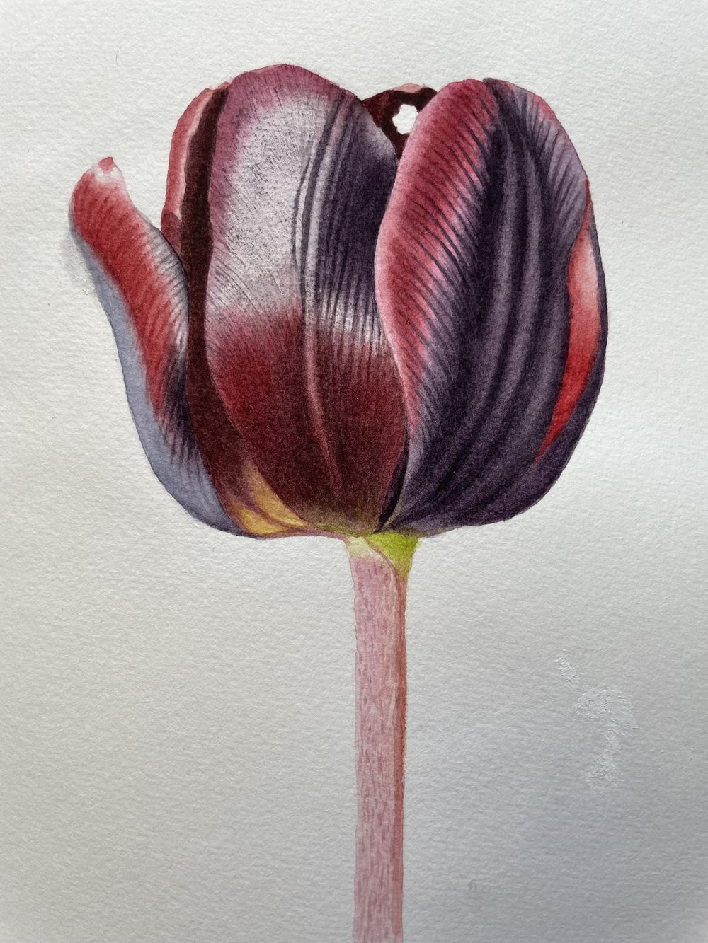 Watercolor tulip - image 1 - student project