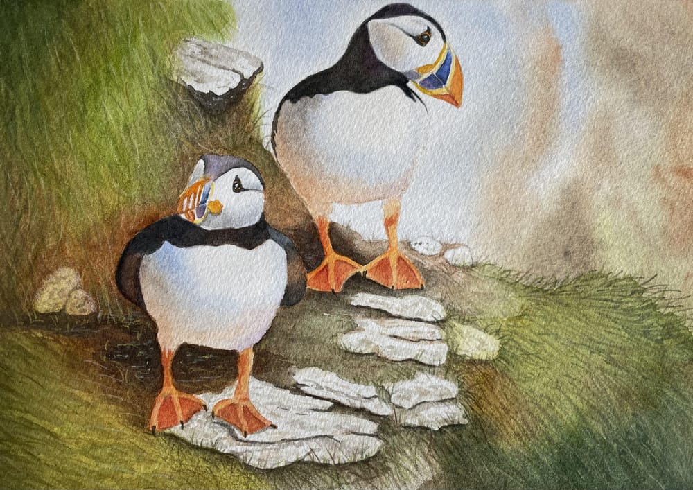 Puffins in watercolour - image 1 - student project