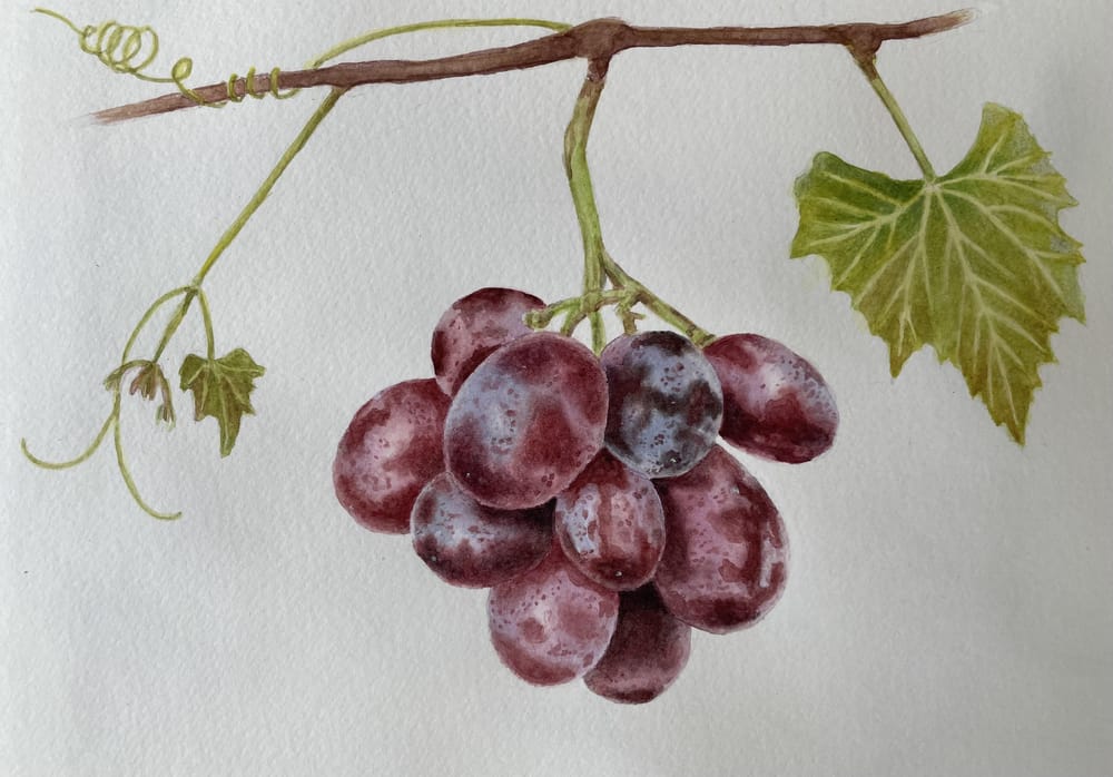 Grapes in watercolour - image 1 - student project
