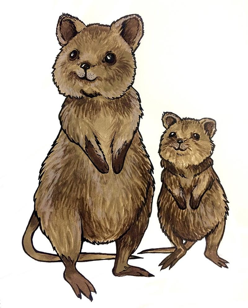Cute Quokkas - image 6 - student project