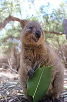 Cute Quokkas - image 4 - student project