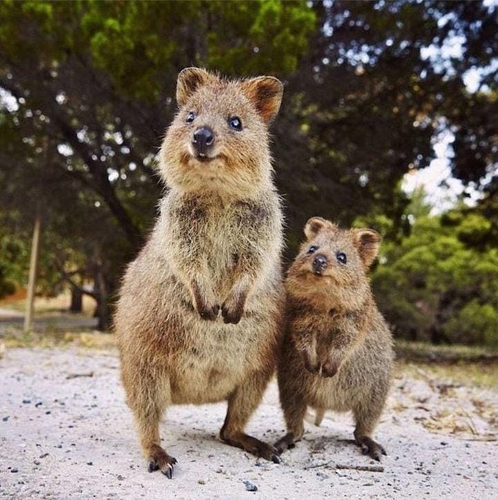 Cute Quokkas - image 1 - student project