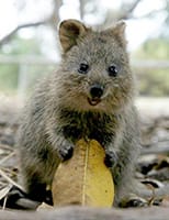 Cute Quokkas - image 3 - student project